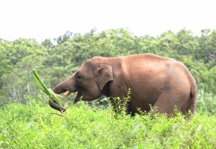 Dự án Khu Bảo Tồn Voi Đak Lak