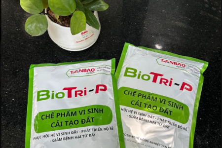BioTri-P: Chế phẩm vi sinh cải tạo đất & phục hồi bộ rễ vượt trội