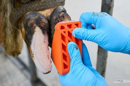 Guốc bò trị liệu Hoofers