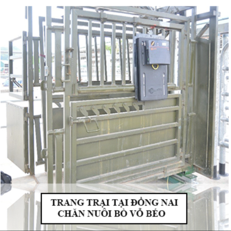 Hệ thống khung cân gia súc