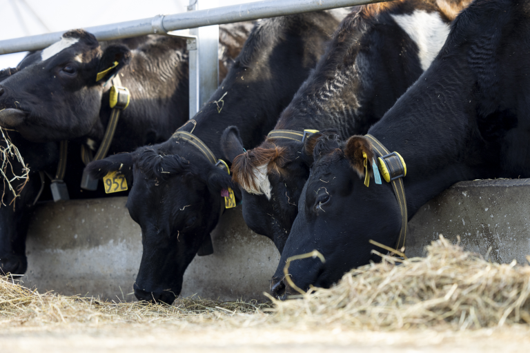 Vòng đeo cổ theo dõi sức khỏe Active Tag