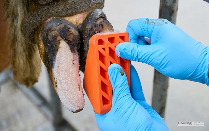 Guốc bò trị liệu Hoofers